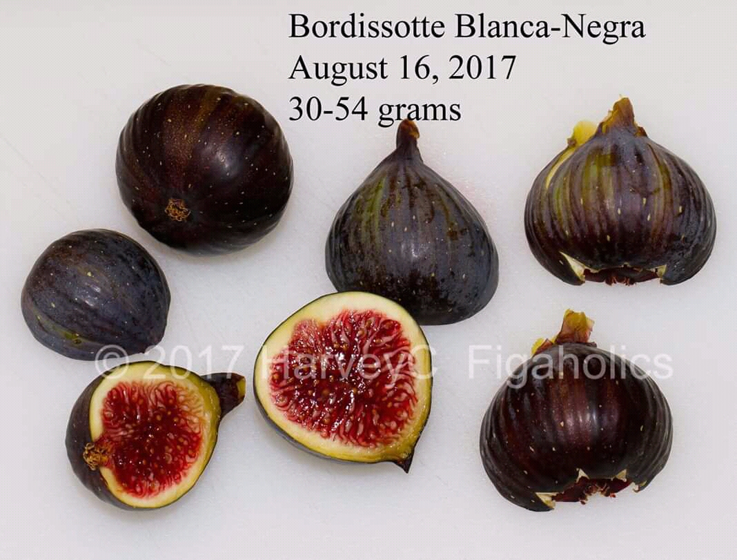 Bordissot negra de coll llarg     イチジク苗 Bordissot negra de coll llarg イチジク苗 - メルカリ